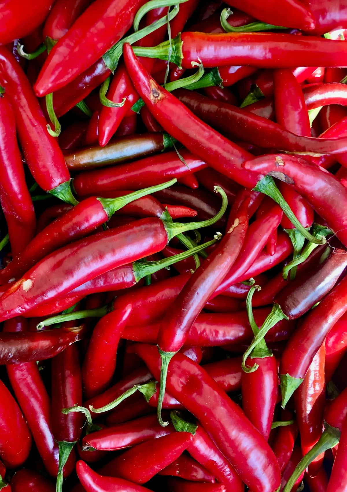 A heap of freshly picked red chillis with green stems still attached.