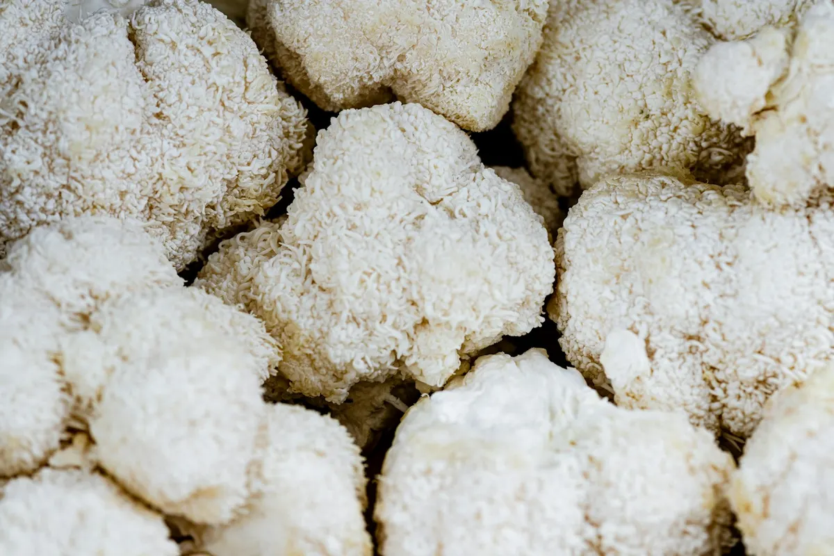 A tray of shaggy white lion’s mane mushrooms, each a dense cascade of soft spines.