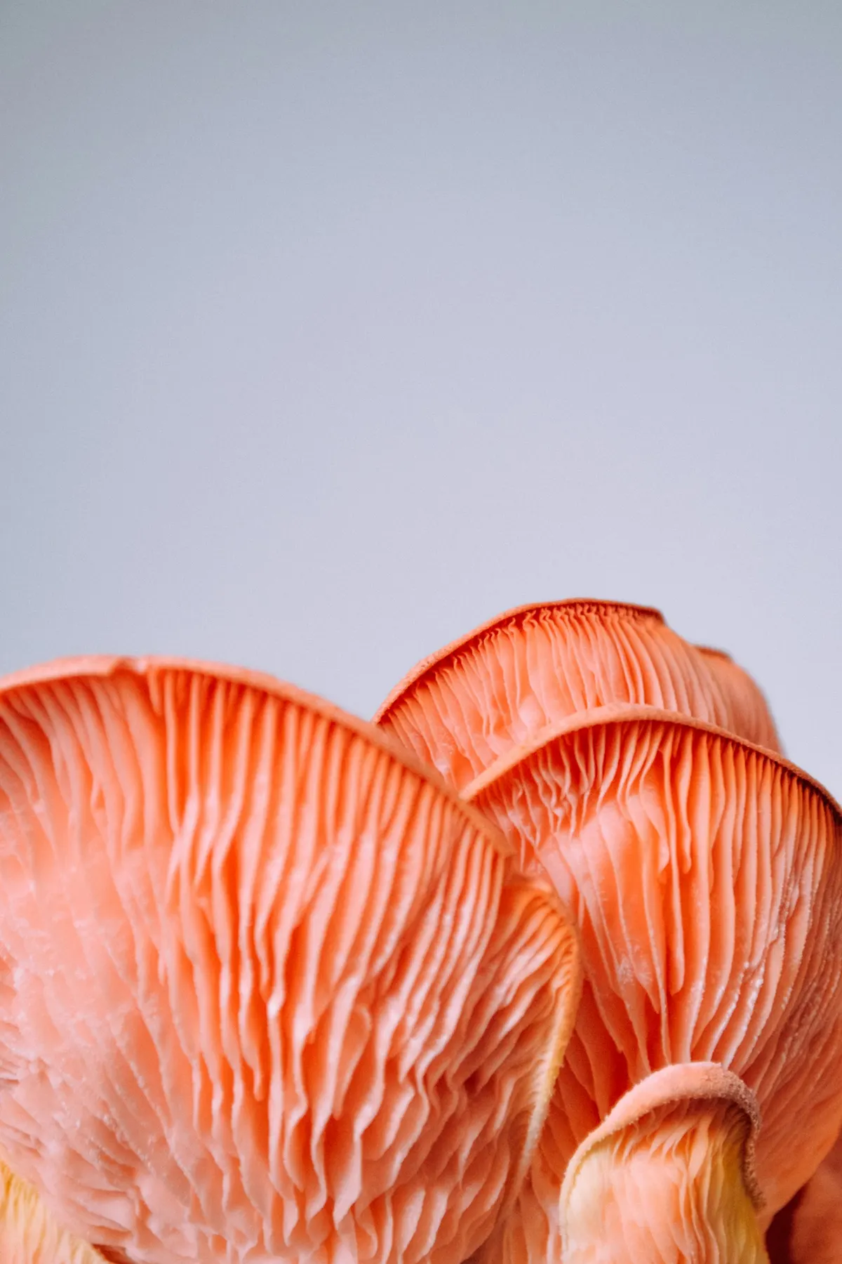 Close-up of a cluster of coral-pink oyster mushrooms, gills fanning out beneath the caps.