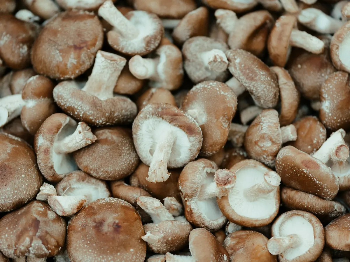 A harvest of brown-capped shiitake mushrooms with thick pale stems.